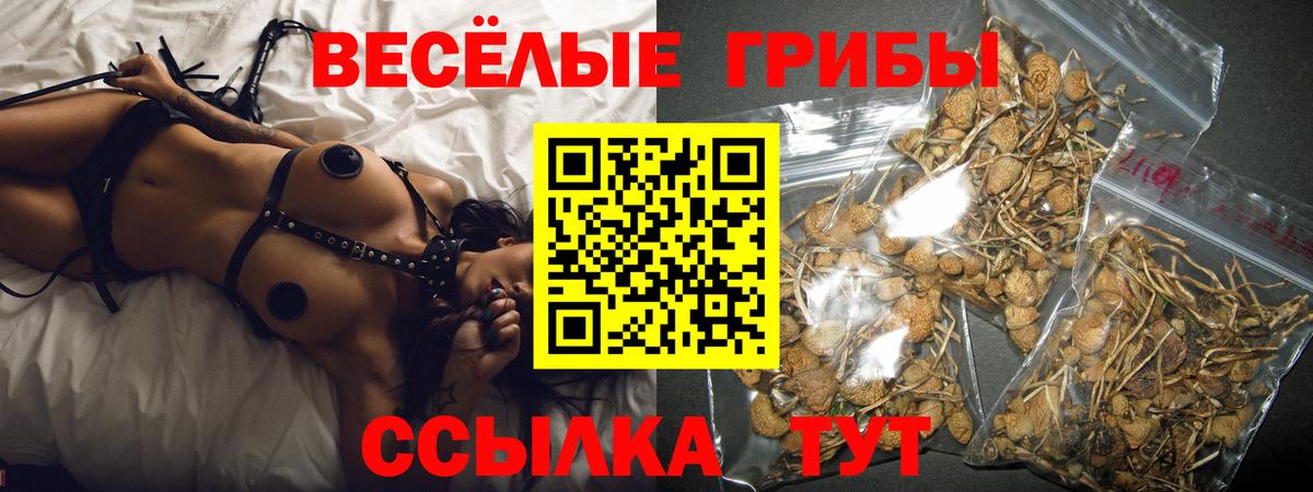 Псилоцибиновые грибы Psilocybe Советская Гавань